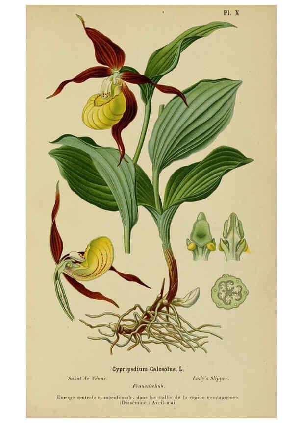 Reproducción/Reproduction 6012446650: Album des orchidées de l'Europe centrale et septentrionale Genève,Librairie Georg,1899