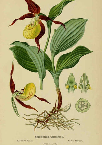 Reproducción/Reproduction 6012446650: Album des orchidées de l'Europe centrale et septentrionale Genève,Librairie Georg,1899