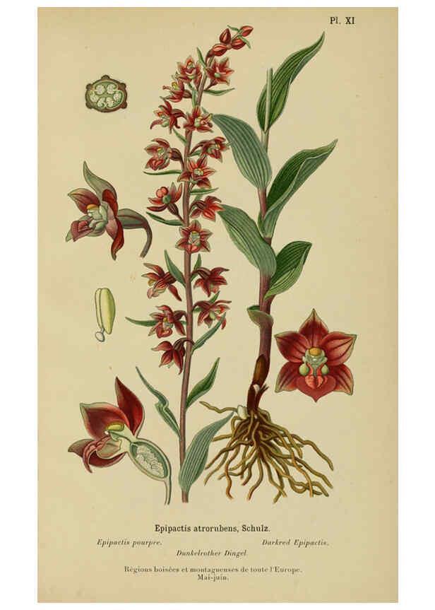 Reproducción/Reproduction 6012446846: Album des orchidées de l'Europe centrale et septentrionale Genève,Librairie Georg,1899