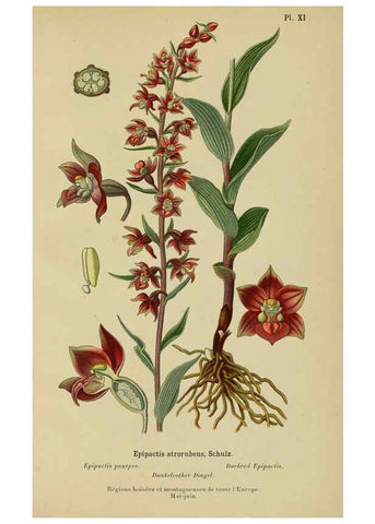 Reproducción/Reproduction 6012446846: Album des orchidées de l'Europe centrale et septentrionale Genève,Librairie Georg,1899