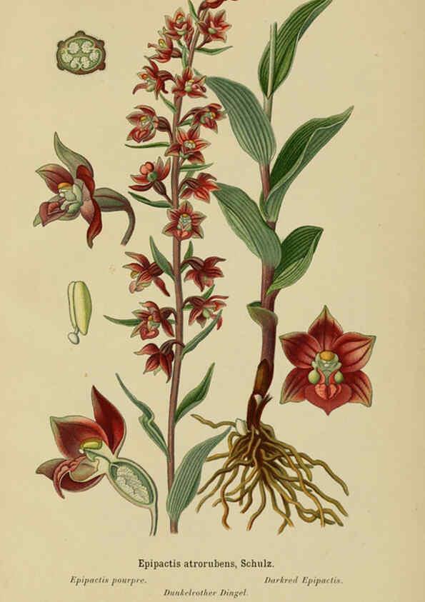 Reproducción/Reproduction 6012446846: Album des orchidées de l'Europe centrale et septentrionale Genève,Librairie Georg,1899