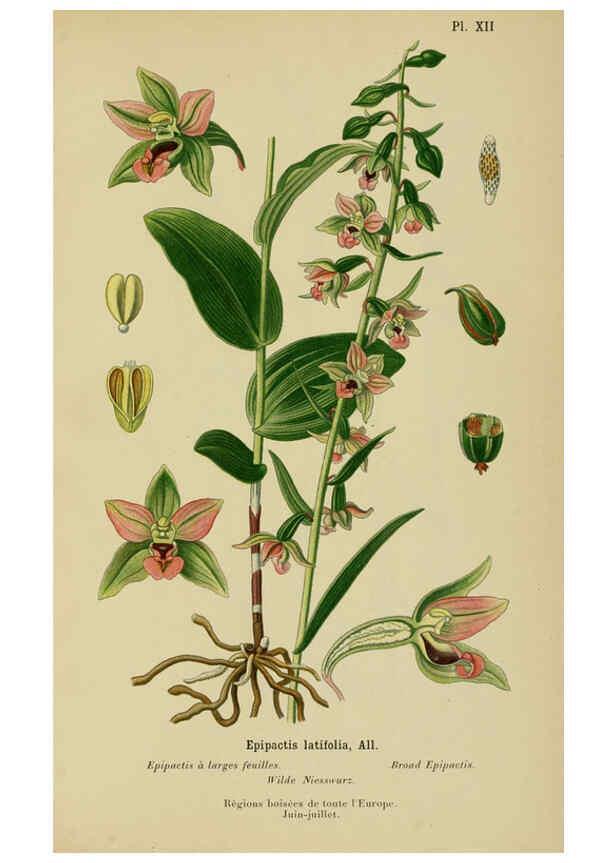 Reproducción/Reproduction 6011899495: Album des orchidées de l'Europe centrale et septentrionale Genève,Librairie Georg,1899