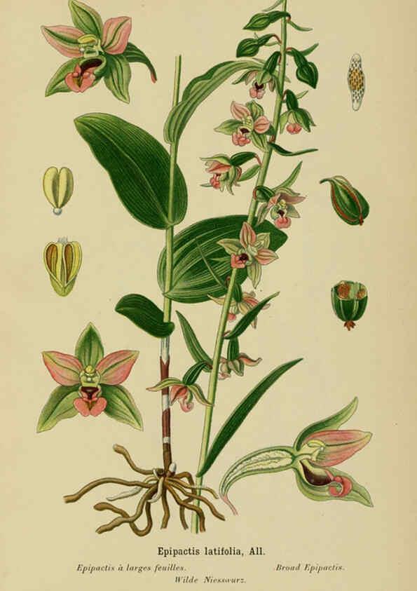 Reproducción/Reproduction 6011899495: Album des orchidées de l'Europe centrale et septentrionale Genève,Librairie Georg,1899