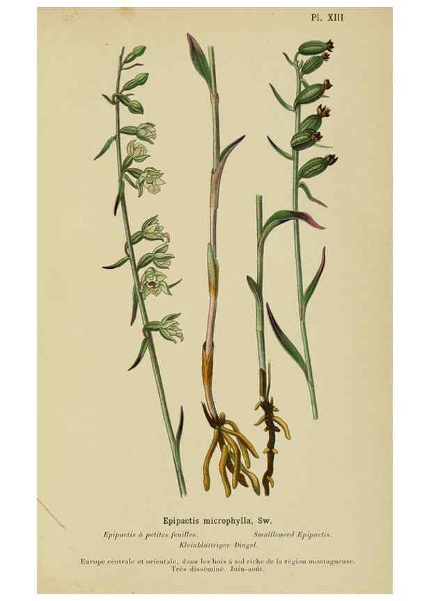 Reproducción/Reproduction 6011899691: Album des orchidées de l'Europe centrale et septentrionale Genève,Librairie Georg,1899