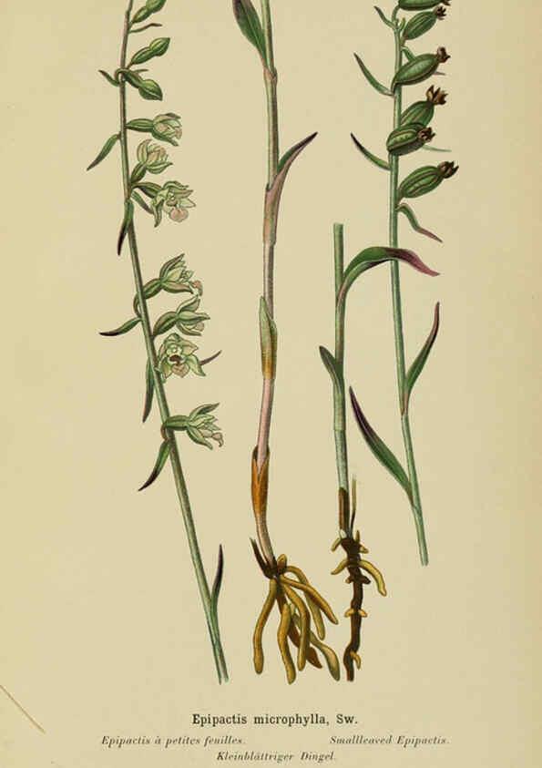 Reproducción/Reproduction 6011899691: Album des orchidées de l'Europe centrale et septentrionale Genève,Librairie Georg,1899