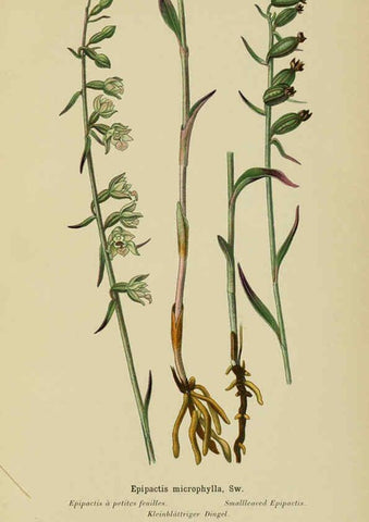 Reproducción/Reproduction 6011899691: Album des orchidées de l'Europe centrale et septentrionale Genève,Librairie Georg,1899