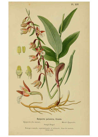Reproducción/Reproduction 6012447446: Album des orchidées de l'Europe centrale et septentrionale Genève,Librairie Georg,1899