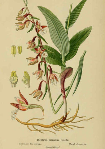 Reproducción/Reproduction 6012447446: Album des orchidées de l'Europe centrale et septentrionale Genève,Librairie Georg,1899