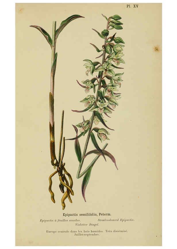 Reproducción/Reproduction 6011900097: Album des orchidées de l'Europe centrale et septentrionale Genève,Librairie Georg,1899