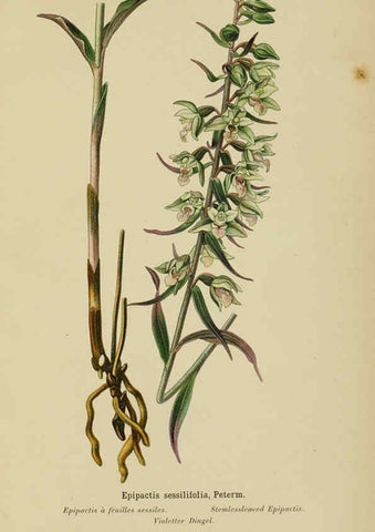 Reproducción/Reproduction 6011900097: Album des orchidées de l'Europe centrale et septentrionale Genève,Librairie Georg,1899