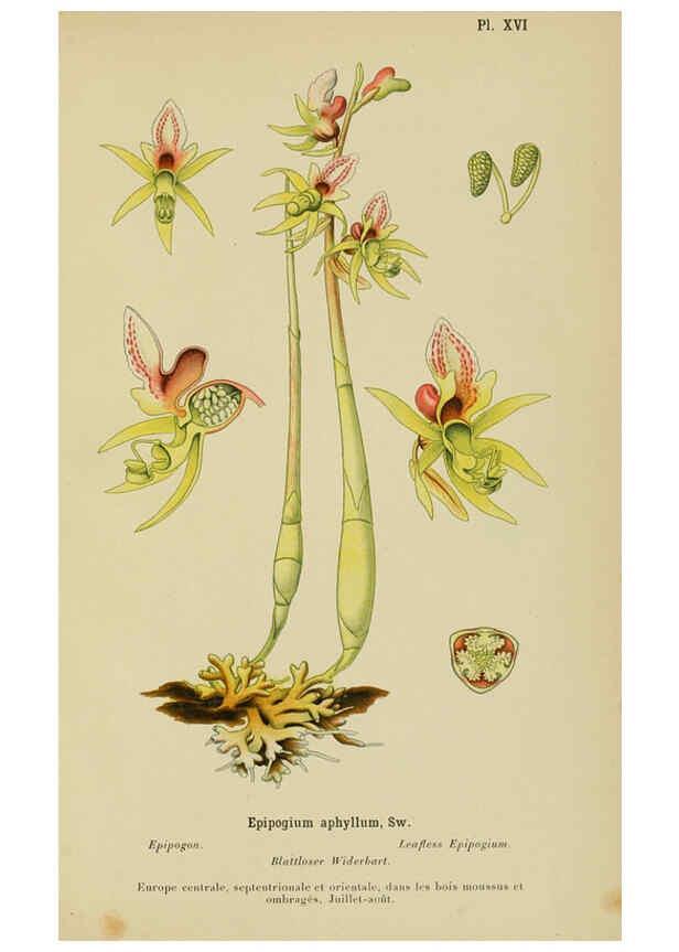 Reproducción/Reproduction 6011900367: Album des orchidées de l'Europe centrale et septentrionale Genève,Librairie Georg,1899