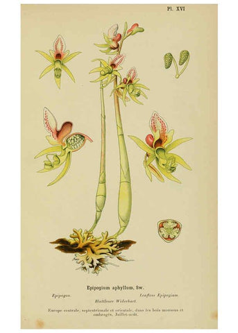 Reproducción/Reproduction 6011900367: Album des orchidées de l'Europe centrale et septentrionale Genève,Librairie Georg,1899
