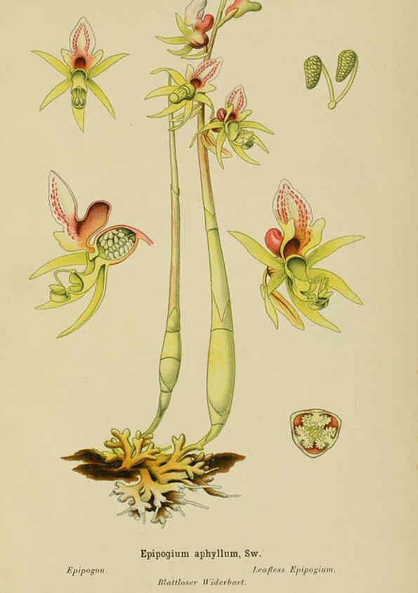 Reproducción/Reproduction 6011900367: Album des orchidées de l'Europe centrale et septentrionale Genève,Librairie Georg,1899