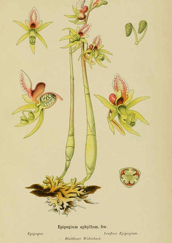 Reproducción/Reproduction 6011900367: Album des orchidées de l'Europe centrale et septentrionale Genève,Librairie Georg,1899