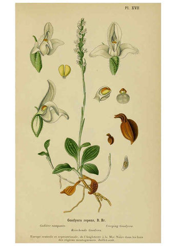 Reproducción/Reproduction 6012448144: Album des orchidées de l'Europe centrale et septentrionale Genève,Librairie Georg,1899