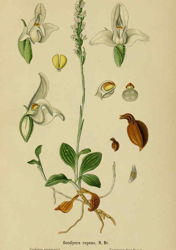 Reproducción/Reproduction 6012448144: Album des orchidées de l'Europe centrale et septentrionale Genève,Librairie Georg,1899