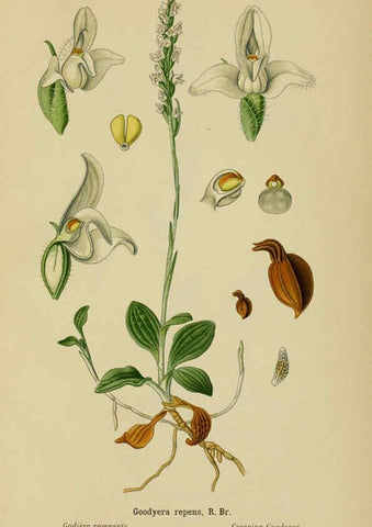 Reproducción/Reproduction 6012448144: Album des orchidées de l'Europe centrale et septentrionale Genève,Librairie Georg,1899