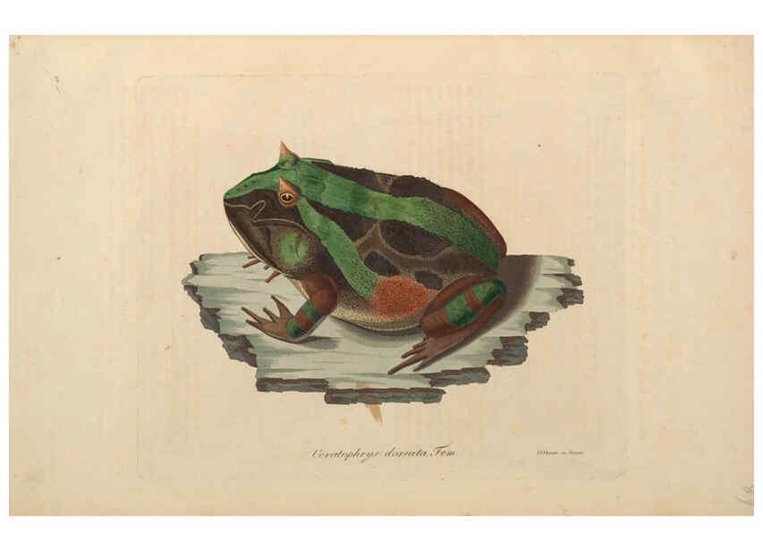 Reproducción/Reproduction 6011880585: Abbildungen zur Naturgeschichte Brasiliens Weimar :im Verlage des Grossherzogl. Sächs. priv. Landes-Industrie-Comptoirs,1822-1831