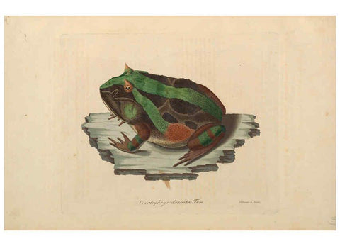 Reproducción/Reproduction 6011880585: Abbildungen zur Naturgeschichte Brasiliens Weimar :im Verlage des Grossherzogl. Sächs. priv. Landes-Industrie-Comptoirs,1822-1831