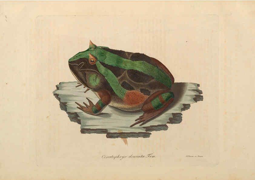 Reproducción/Reproduction 6011880585: Abbildungen zur Naturgeschichte Brasiliens Weimar :im Verlage des Grossherzogl. Sächs. priv. Landes-Industrie-Comptoirs,1822-1831