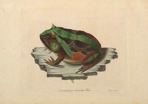 Reproducción/Reproduction 6011880585: Abbildungen zur Naturgeschichte Brasiliens Weimar :im Verlage des Grossherzogl. Sächs. priv. Landes-Industrie-Comptoirs,1822-1831