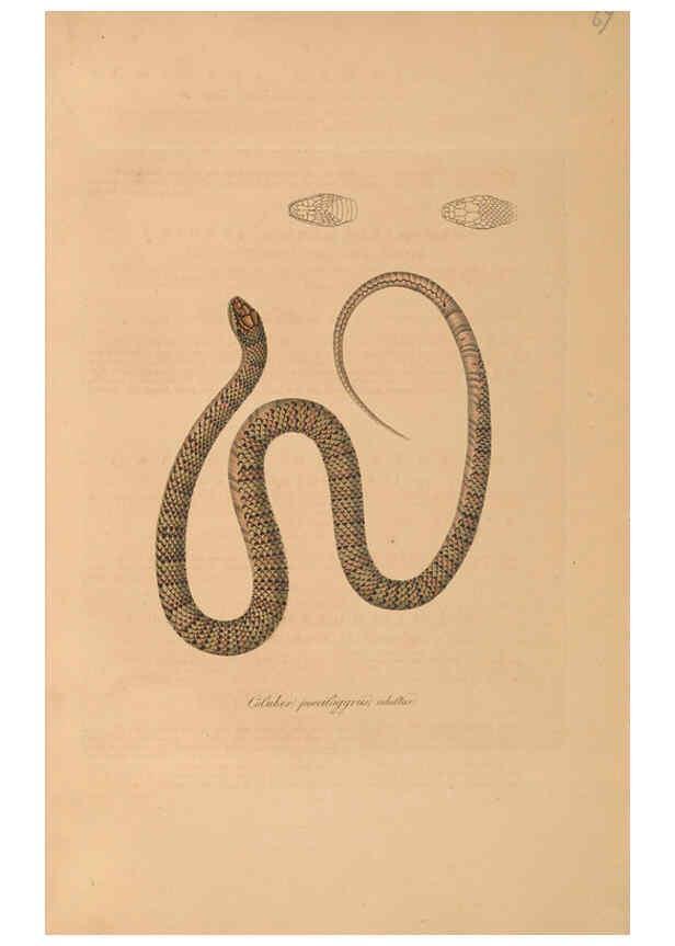 Reproducción/Reproduction 6011874429: Abbildungen zur Naturgeschichte Brasiliens Weimar :im Verlage des Grossherzogl. Sächs. priv. Landes-Industrie-Comptoirs,1822-1831
