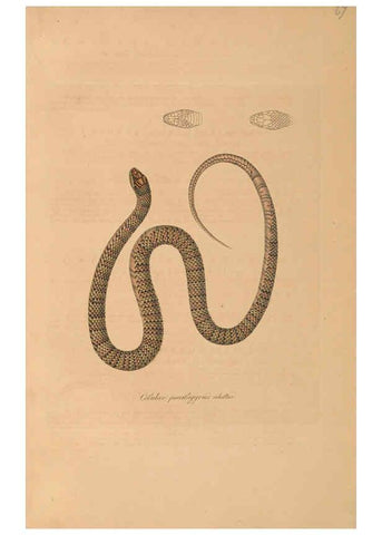 Reproducción/Reproduction 6011874429: Abbildungen zur Naturgeschichte Brasiliens Weimar :im Verlage des Grossherzogl. Sächs. priv. Landes-Industrie-Comptoirs,1822-1831