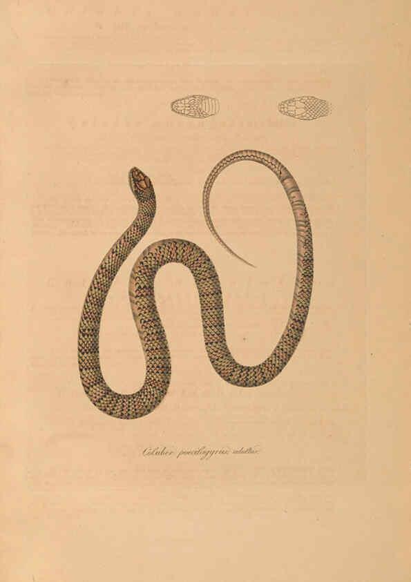 Reproducción/Reproduction 6011874429: Abbildungen zur Naturgeschichte Brasiliens Weimar :im Verlage des Grossherzogl. Sächs. priv. Landes-Industrie-Comptoirs,1822-1831