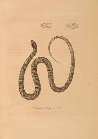 Reproducción/Reproduction 6011874429: Abbildungen zur Naturgeschichte Brasiliens Weimar :im Verlage des Grossherzogl. Sächs. priv. Landes-Industrie-Comptoirs,1822-1831