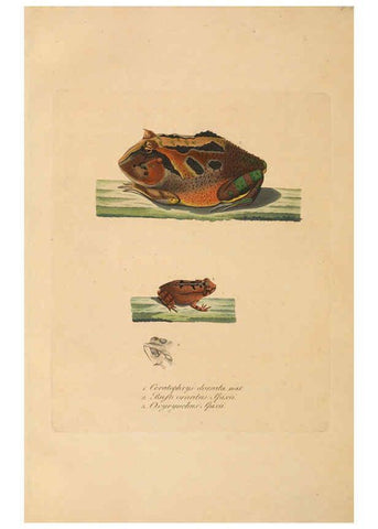 Reproducción/Reproduction 6011880289: Abbildungen zur Naturgeschichte Brasiliens Weimar :im Verlage des Grossherzogl. Sächs. priv. Landes-Industrie-Comptoirs,1822-1831