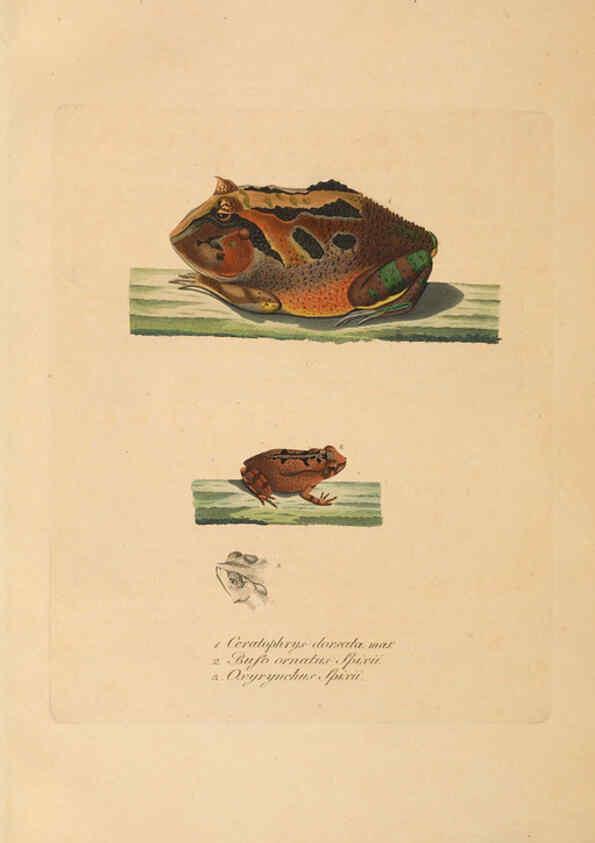 Reproducción/Reproduction 6011880289: Abbildungen zur Naturgeschichte Brasiliens Weimar :im Verlage des Grossherzogl. Sächs. priv. Landes-Industrie-Comptoirs,1822-1831