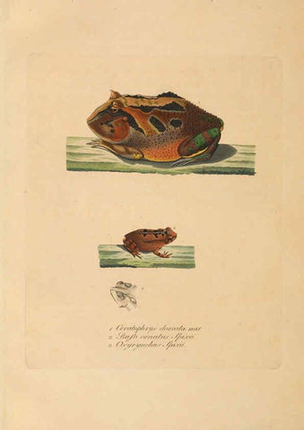 Reproducción/Reproduction 6011880289: Abbildungen zur Naturgeschichte Brasiliens Weimar :im Verlage des Grossherzogl. Sächs. priv. Landes-Industrie-Comptoirs,1822-1831