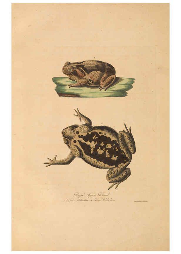 Reproducción/Reproduction 6012426882: Abbildungen zur Naturgeschichte Brasiliens Weimar :im Verlage des Grossherzogl. Sächs. priv. Landes-Industrie-Comptoirs,1822-1831