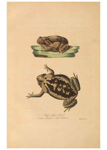 Reproducción/Reproduction 6012426882: Abbildungen zur Naturgeschichte Brasiliens Weimar :im Verlage des Grossherzogl. Sächs. priv. Landes-Industrie-Comptoirs,1822-1831