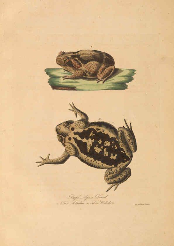 Reproducción/Reproduction 6012426882: Abbildungen zur Naturgeschichte Brasiliens Weimar :im Verlage des Grossherzogl. Sächs. priv. Landes-Industrie-Comptoirs,1822-1831