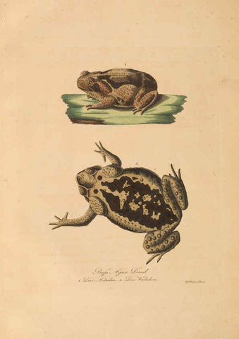 Reproducción/Reproduction 6012426882: Abbildungen zur Naturgeschichte Brasiliens Weimar :im Verlage des Grossherzogl. Sächs. priv. Landes-Industrie-Comptoirs,1822-1831