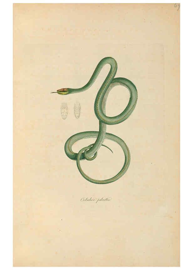 Reproducción/Reproduction 6012422124: Abbildungen zur Naturgeschichte Brasiliens Weimar :im Verlage des Grossherzogl. Sächs. priv. Landes-Industrie-Comptoirs,1822-1831