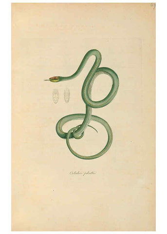 Reproducción/Reproduction 6012422124: Abbildungen zur Naturgeschichte Brasiliens Weimar :im Verlage des Grossherzogl. Sächs. priv. Landes-Industrie-Comptoirs,1822-1831