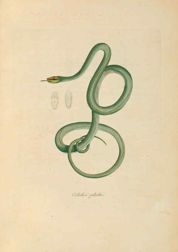 Reproducción/Reproduction 6012422124: Abbildungen zur Naturgeschichte Brasiliens Weimar :im Verlage des Grossherzogl. Sächs. priv. Landes-Industrie-Comptoirs,1822-1831