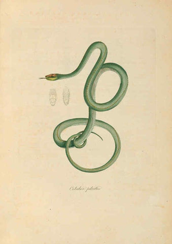 Reproducción/Reproduction 6012422124: Abbildungen zur Naturgeschichte Brasiliens Weimar :im Verlage des Grossherzogl. Sächs. priv. Landes-Industrie-Comptoirs,1822-1831