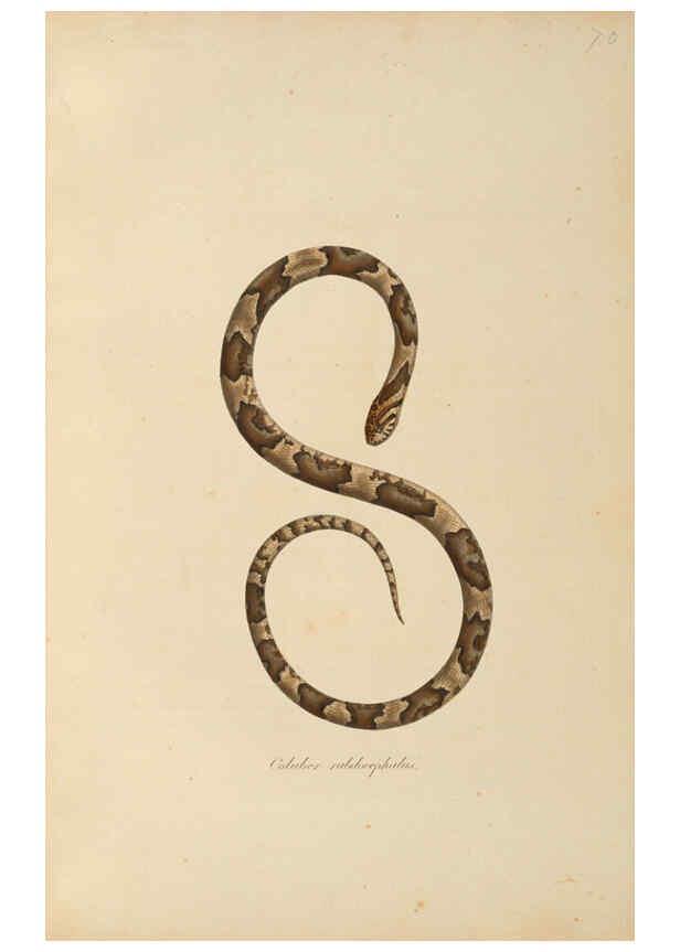 Reproducción/Reproduction 6012422440: Abbildungen zur Naturgeschichte Brasiliens Weimar :im Verlage des Grossherzogl. Sächs. priv. Landes-Industrie-Comptoirs,1822-1831