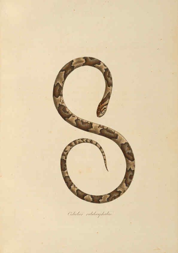 Reproducción/Reproduction 6012422440: Abbildungen zur Naturgeschichte Brasiliens Weimar :im Verlage des Grossherzogl. Sächs. priv. Landes-Industrie-Comptoirs,1822-1831