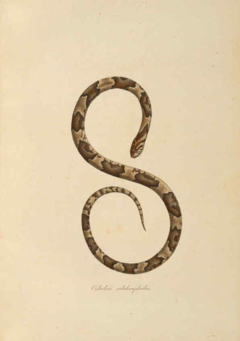 Reproducción/Reproduction 6012422440: Abbildungen zur Naturgeschichte Brasiliens Weimar :im Verlage des Grossherzogl. Sächs. priv. Landes-Industrie-Comptoirs,1822-1831