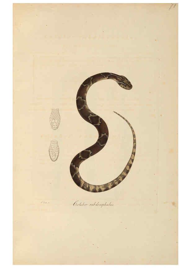Reproducción/Reproduction 6011875501: Abbildungen zur Naturgeschichte Brasiliens Weimar :im Verlage des Grossherzogl. Sächs. priv. Landes-Industrie-Comptoirs,1822-1831