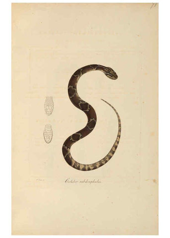 Reproducción/Reproduction 6011875501: Abbildungen zur Naturgeschichte Brasiliens Weimar :im Verlage des Grossherzogl. Sächs. priv. Landes-Industrie-Comptoirs,1822-1831
