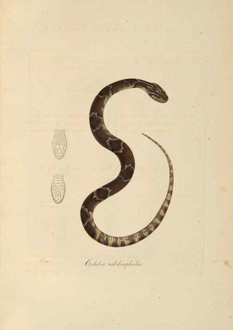 Reproducción/Reproduction 6011875501: Abbildungen zur Naturgeschichte Brasiliens Weimar :im Verlage des Grossherzogl. Sächs. priv. Landes-Industrie-Comptoirs,1822-1831