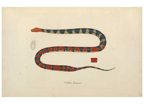 Reproducción/Reproduction 6011875761: Abbildungen zur Naturgeschichte Brasiliens Weimar :im Verlage des Grossherzogl. Sächs. priv. Landes-Industrie-Comptoirs,1822-1831