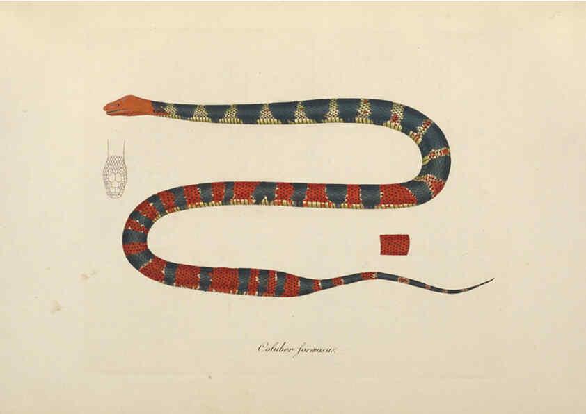 Reproducción/Reproduction 6011875761: Abbildungen zur Naturgeschichte Brasiliens Weimar :im Verlage des Grossherzogl. Sächs. priv. Landes-Industrie-Comptoirs,1822-1831