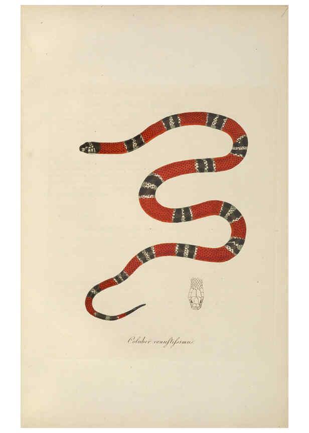 Reproducción/Reproduction 6012423278: Abbildungen zur Naturgeschichte Brasiliens Weimar :im Verlage des Grossherzogl. Sächs. priv. Landes-Industrie-Comptoirs,1822-1831