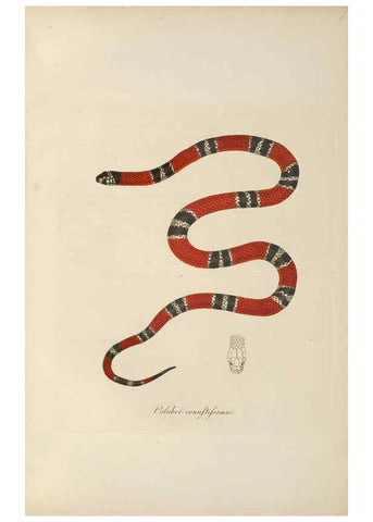 Reproducción/Reproduction 6012423278: Abbildungen zur Naturgeschichte Brasiliens Weimar :im Verlage des Grossherzogl. Sächs. priv. Landes-Industrie-Comptoirs,1822-1831